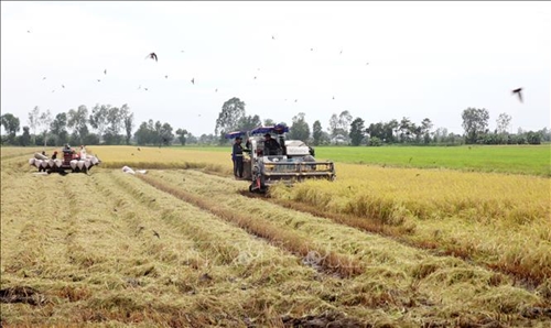 Giá lúa gạo hôm nay (15-5): Tăng giảm trái chiều